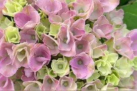 矮个子绣球魔幻革命视频封面