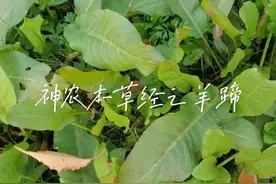 羊蹄，别名土大黄、牛舌头、野菠菜。为蓼科植物羊蹄或尼泊尔羊蹄的根。具有清热解毒，止血，通便，杀虫之功效。