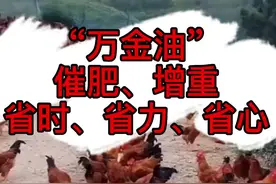 #养鸡 #散养土鸡 #科学养鸡 #土鸡#蛋鸡