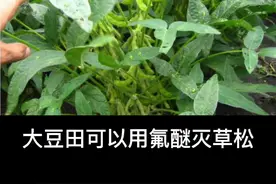 杂草之王香附子怎么除，你们要的方案来了#新农人计划2021 #杂草 #除草 #香附子 #农业 #三农视频封面