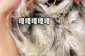 把视频看完，体验一次缅因猫不同的叫声#椰子大大 #缅因库恩猫 #猫咪叫声视频封面