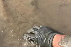 原来皮皮虾都是这样抓的#赶海 #抖音小助手 #有一种生活叫日照