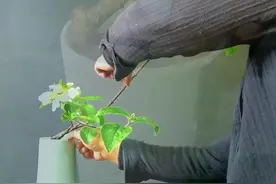 插花艺术固定技巧小树枝大用途#插花 #花艺 #学插花 #东方插花 #花艺培训 #禅意插花 @抖音短视频