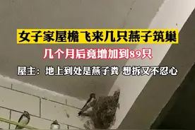 一群燕子来女子家里筑巢，屋檐下站一排相当壮观，主人数了数竟有89只！视频封面