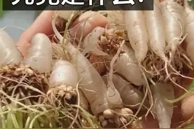童年零食-水晶小萝卜，究竟是什么呢？#童年记忆小零食 #酢浆草  视频封面