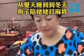 20日，贵州一#狗子陪主人打麻将秒睡 的视频爆红。这只#法斗 犬已不知睡过了多少麻将😂#萌宠 #宠物 #狗狗