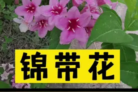 锦带花，海阳市招虎山，栖霞市牙山，5月中旬特别多#植物科普 #野菜 #三农 视频封面