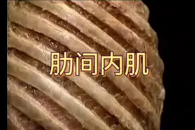 肋间内肌辅助呼气，有些人深吸气时肋骨缝缝疼可能就与其有关系！