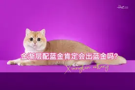 金渐层配蓝金肯定会生出蓝金吗？#金渐层猫 #蓝金 #萌宠 #宠物