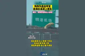 狗狗为逃出牢笼，选择在高速上跳车。网友：狗狗的结局让人揪心
