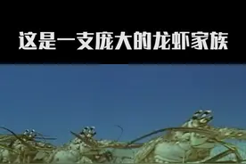 为了生存，棘刺龙虾“抱团”迁徙#科普 #动物 #涨知识 #奇闻趣事 #百万森林守护挑战 #迁徙 #大自然 视频封面