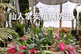 #仙人掌炭疽病如何防治，以文字的方式打在评论区里了，关注我教你养好蟹爪兰，#我的战疫时光 #多肉 #仙人掌