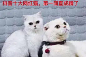 抖音十大网红猫，第一简直成精了#萌宠出道计划 #神奇动物在抖音