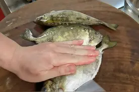 这样煲出来的泥猛鱼汤鲜肉嫩，味道鲜美，关键是简单易学！#抖音海鲜推荐官  #抖音创作人 