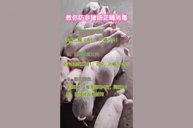 非瘟肆掠，你家猪场消毒做好了吗？#养猪技术 #养猪 #农村 @抖音短视频视频封面