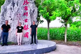 河北省保定市，博野县沙窝、冯村等村梨树种植有1000多年历史视频封面