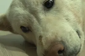 三条腿的狗妈带着宝宝艰难求生之路#狗狗故事 #救助流浪狗 #狗狗视频封面