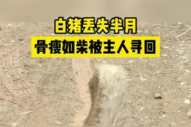 猪坚强！白猪被困半月廋的骨瘦如柴，主人找回后已慢慢恢复（@大仁哥（藏香猪））视频封面