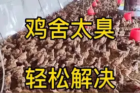 鸡舍太臭轻松解决#云南养鸡 #新疆养鸡#广西养鸡