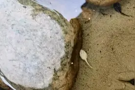 白化蝌蚪#捕捉一只小可爱 #奇妙的动物 #难得一见视频封面
