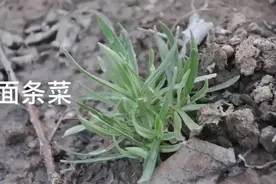 植物百科第三集：面条菜（毛妮菜），润肺止咳
