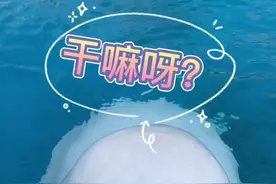 成年白鲸的智商可以达到人类小朋友十岁左右，甚至更高，因为它们只喜欢吃鱼，所以小朋友要多吃鱼哦#白鲸 #超可爱视频封面