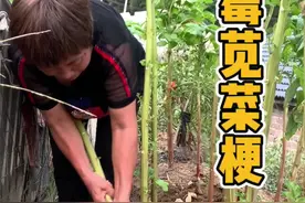 霉苋菜梗是浙江的一道传统佳肴。我把制作过程给记录下来，每个地方会有不同的方法去制作这道美食。你们那吃这个苋菜梗吗？我们方言叫：汗菜古！#农村美食 #霉苋菜梗 #记录真实生活 #农村生活 #民间传统美食视频封面