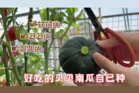 阳台种出最好吃的贝贝南瓜，现在阳台还能种#阳台种菜视频封面