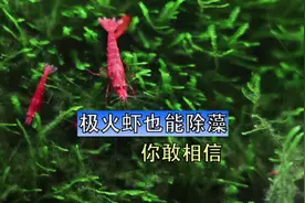 经常有人问我观赏虾能不能给鱼缸除藻