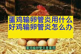 禽医静心谈蛋鸡输卵管炎用什么好鸡输卵管炎怎么办