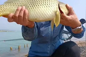 夏季高温，鱼一定是往深水，野钓适当调整，不一定爆护