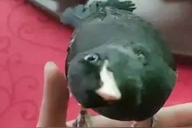 八哥说话是靠喉管与胸腔发音的，不是靠舌头，所以不用修舌#黑八哥 #饲养员日常 视频封面