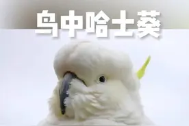 鸟中哈士奇#鹦鹉 #葵花鹦鹉视频封面