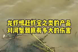 龙虾恨赶虾宝之类的产品，对河蟹到底有多大的伤害#水产养殖 #三农视频封面