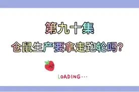 仓鼠篇第90集：仓鼠生产要拿走跑轮吗？#仓鼠 #仓鼠日常 #金丝熊 #金丝熊日常