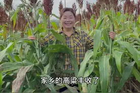 朋友们，采收当年的高粱米，再用高粱秆榨汁熬糖，用传统手法制成高粱冻米糖，这就是我小时候记忆里的味道，今天把做法分享给大家看看@抖音短视频