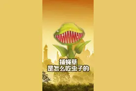 #捕蝇草 是怎么吃虫子的#知识创作人 #萌知计划 #科普知识 #涨知识 @DOU+小助手