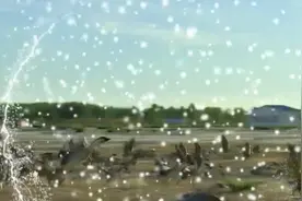 太神奇了，鸿雁和家鹅杂交的后代、竟认识回家的路！#动物世界视频封面