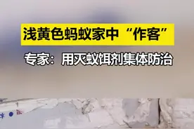 山东济南，浅黄色蚂蚁每年都成群结队来家里“作客”，居民苦不堪言！专家：“小黄家蚁”是外来物种，需整栋楼集体防治