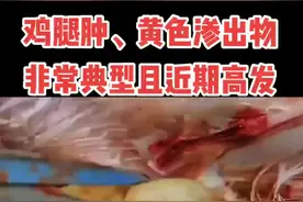 鸡腿肿有黄色干酪物，伴随着腿瘸的情况，一定要注意，避免遇到同样的问题#养鸡 #禽病防治 #养殖 视频封面