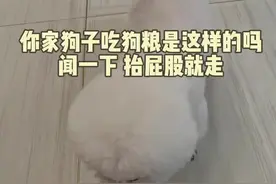 狗狗不爱吃狗粮，那是没找对方法#狗狗挑食 #比熊 #泰迪 