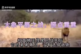 狮王争霸战，坏男孩联盟PK保卫者联盟，人为干预