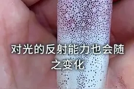 为什么用手敲一下鱿鱼，它就会全身变白呢？#巨量创梦大赛 #科技创梦视频封面