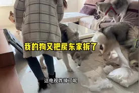 拆迁队又把房东家拆了#阿拉斯加 #边牧 #萌宠出道计划视频封面