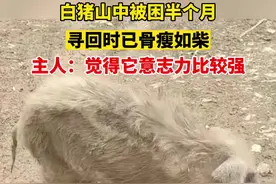 白猪山中被困半个月，寻回时已骨瘦如柴，主人：觉得它意志力比较强。视频封面