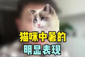 猫咪中暑的明显表现#猫咪 #猫 #萌宠 #猫咪冷知识 #养猫新手 #猫咪知识 #猫咪中暑 @DOU+小助手视频封面