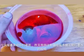 把福寿螺放入冰箱，看看还能不能活#农村萌宠 #神奇动物在抖音