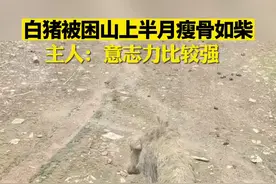 猪坚强！白猪丢失半月骨瘦如柴被主人寻回，主人：已慢慢恢复，感觉它意志力很坚强。视频封面