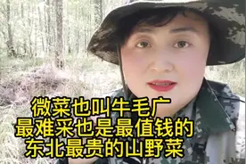 薇菜也叫牛毛广，原始森林里最难采摘，也是最值钱的，东北山野菜
