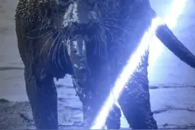 猫科咬力之王的传说 #黑豹 #美洲豹 #老虎 #猫科动物 